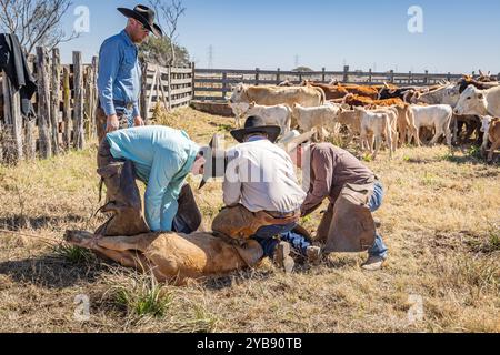 Yoakum, Texas, États-Unis. 15 mars 2022. Des cow-boys travaillant avec des veaux au printemps dans un ranch du Texas. Banque D'Images