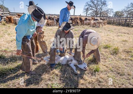 Yoakum, Texas, États-Unis. 15 mars 2022. Des cow-boys travaillant avec des veaux au printemps dans un ranch du Texas. Banque D'Images