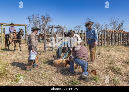 Yoakum, Texas, États-Unis. 15 mars 2022. Des cow-boys travaillant avec des veaux au printemps dans un ranch du Texas. Banque D'Images