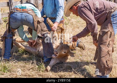 Yoakum, Texas, États-Unis. 15 mars 2022. Des cow-boys travaillant avec des veaux au printemps dans un ranch du Texas. Banque D'Images