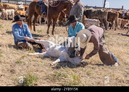 Yoakum, Texas, États-Unis. 15 mars 2022. Des cow-boys travaillant avec des veaux au printemps dans un ranch du Texas. Banque D'Images