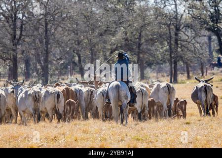 Yoakum, Texas, États-Unis. 16 mars 2022. Cow-boy sur un cheval rassemblant le bétail Brahman américain dans un ranch du Texas. Banque D'Images