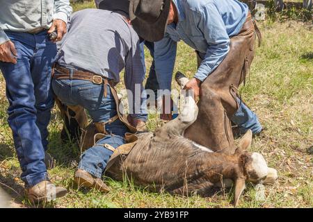 Yoakum, Texas, États-Unis. 16 mars 2022. Des cow-boys travaillant avec des veaux au printemps dans un ranch du Texas. Banque D'Images