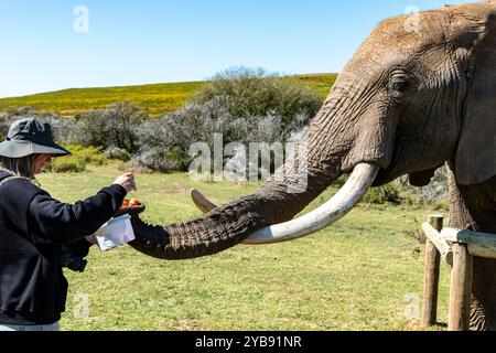 Quelqu'un qui nourrit un fruit d'éléphant à la réserve de gibier Indalu à Mossel Bay, Afrique du Sud Banque D'Images