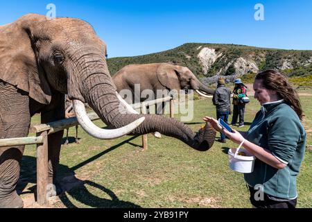 Quelqu'un qui nourrit un fruit d'éléphant à la réserve de gibier Indalu à Mossel Bay, Afrique du Sud Banque D'Images