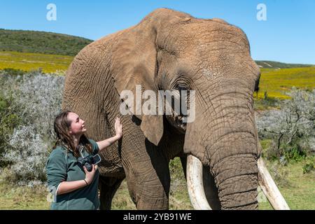 Une femme touche et caresse un éléphant à la réserve de gibier Indalu à Mossel Bay, en Afrique du Sud Banque D'Images