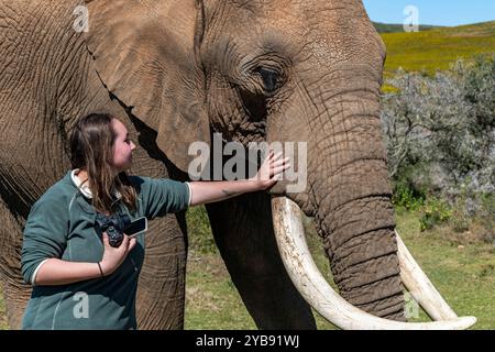 Une femme touche et caresse un éléphant à la réserve de gibier Indalu à Mossel Bay, en Afrique du Sud Banque D'Images