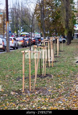 Russie, Voronej - 01 novembre 2023 : planter de jeunes arbres pour le verdissement de la ville Banque D'Images