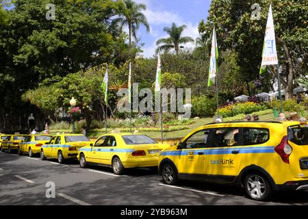 Taxis stationnés à Funchal, Madère Banque D'Images