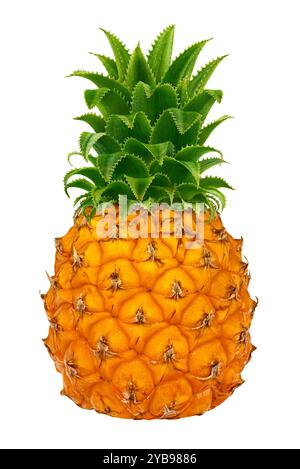 Un petit ananas jaune mûr avec des feuilles isolé sur fond blanc Banque D'Images