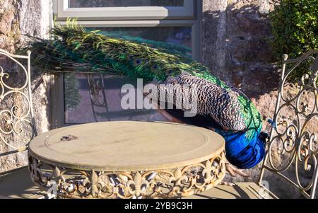 Mâle perle indien, communément connu sous le nom de Peacock 'Pavo cristatus' dans la campagne anglaise. Banque D'Images
