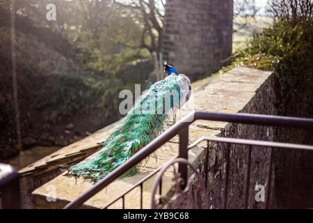 Mâle perle indien, communément connu sous le nom de Peacock 'Pavo cristatus' dans la campagne anglaise. Banque D'Images