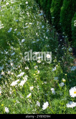 Un jardin luxuriant rempli de fleurs sauvages éclate de vie tandis que les marguerites blanches et la verdure prospèrent dans la lumière chaude du soleil du début de l'été. Cette beauté naturelle Banque D'Images