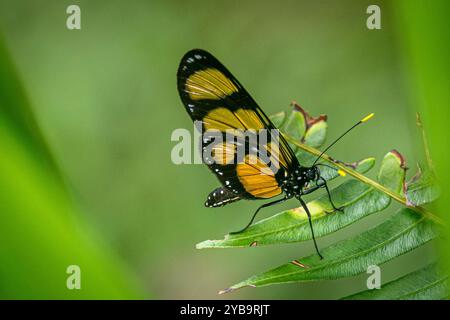 Papillon Amberwing tacheté en gros plan avec fond vert Banque D'Images