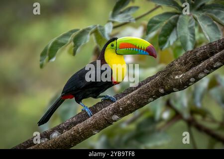 Toucan à bec de quille (Ramphastos sulfuratus), également connu sous le nom de toucan à poitrine soufrée, toucan à bec d'arc-en-ciel ou toucan perché Banque D'Images