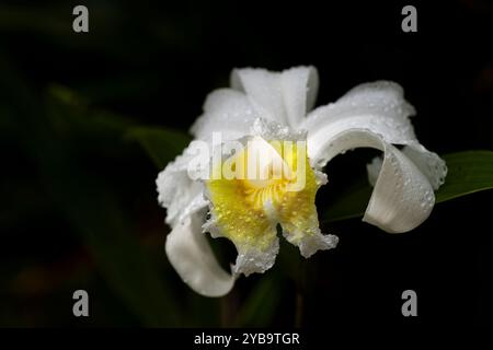 Orchidée sobralia blanche avec des gouttes de pluie trouvées dans la forêt nuageuse du Panama Banque D'Images