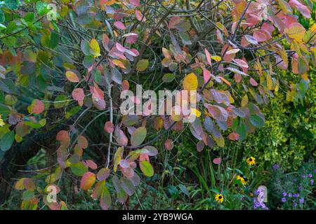Arbre à fumée, Cotinus coggygria fournit une abondance de couleur fraîche pendant la saison d'automne lorsqu'il est planté le long d'une bordure de jardin, Banque D'Images