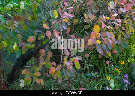 Arbre à fumée, Cotinus coggygria fournit une abondance de couleur fraîche pendant la saison d'automne lorsqu'il est planté le long d'une bordure de jardin, Banque D'Images