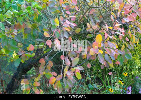 Arbre à fumée, Cotinus coggygria fournit une abondance de couleur fraîche pendant la saison d'automne lorsqu'il est planté le long d'une bordure de jardin, Banque D'Images