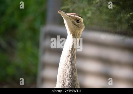 Le Bustard australien est l'un des plus grands oiseaux d'Australie. C'est un oiseau principalement brun-gris, tacheté avec des marques sombres, avec un col pâle et CR noir Banque D'Images