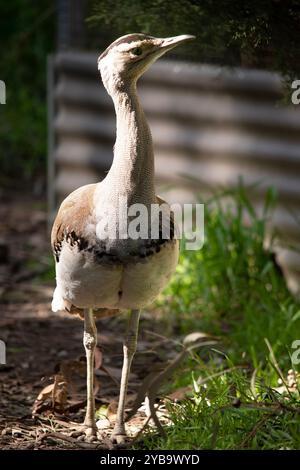 Le Bustard australien est l'un des plus grands oiseaux d'Australie. C'est un oiseau principalement brun-gris, tacheté avec des marques sombres, avec un col pâle et CR noir Banque D'Images