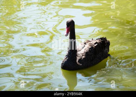 le cygne noir a des plumes noires bordées de blanc sur son dos et est tout noir sur la tête et le cou Banque D'Images