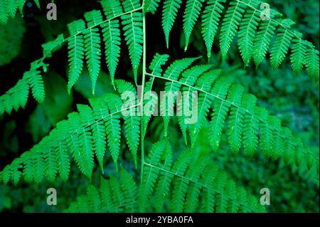 Photo en gros plan de feuilles de fougère avec des gouttelettes d'eau. Concept pour la nature, le jardin, la détente Banque D'Images