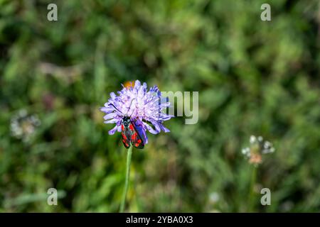 Zygaena filipendulae ou six-spot burnet sur une fleur bleue de scabiosa en été, gros plan Banque D'Images