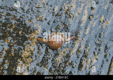 Une photo en gros plan d'un petit escargot brun rampant sur sol mouillé. La coquille de l'escargot est visible et ses antennes sont étendues. Banque D'Images