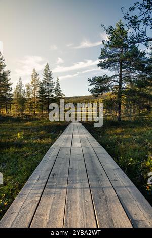 Sentier en bois s'étend à travers une forêt menant à un lac, illuminé par la lumière chaude de l'heure dorée à Idre, en Suède. La nature accueille les balades estivales Banque D'Images