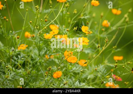 Cosmos sulphureus var “Crest Orange”, communément appelé Cosmos jaune ou Cosmos soufre à Chisor Mountain, province de Takéo, Cambodge. Banque D'Images