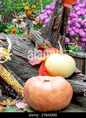 Petit écureuil terrestre également connu sous le nom de chipmunk nord-américain, joue dans cette nature morte d'automne Banque D'Images