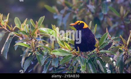 gros plan d'un bowerbird régent mâle perché sur un buisson à o'reillys Banque D'Images