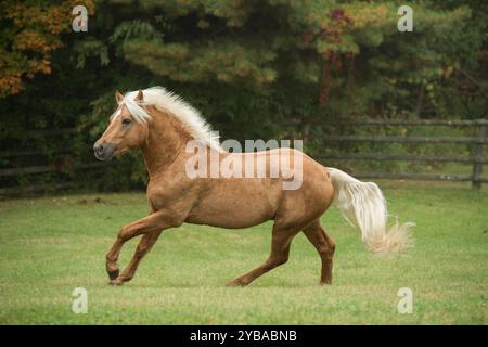 étalon palomino connemara pur course libre dans le champ de l'herbe verte et des arbres en arrière-plan horizontal d'action équine plan de cheval palomino Banque D'Images