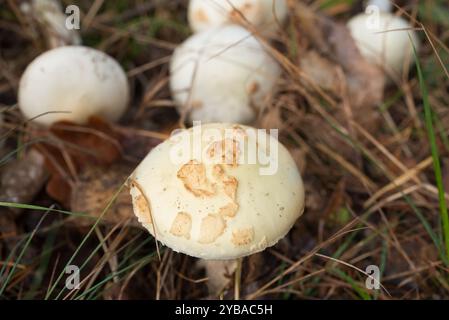 Amanita citrina, faux chapeau de mort champignons gros plan sélectif Banque D'Images