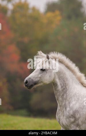 Portrait ou photo de tête d'un cheval gris du Connemara avec les oreilles en avant montrant une crinière et une image équine verticale de forelock avec de la place pour le type ou le générique Banque D'Images