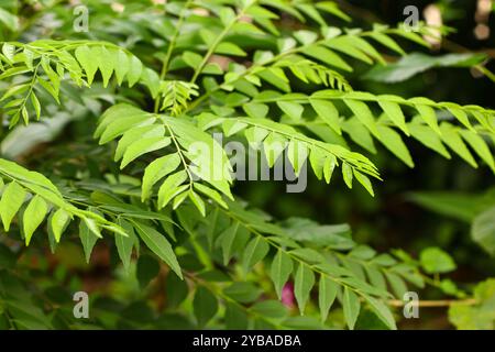 Curry laisse des plantes dans le jardin. Feuilles aromatiques pour faire du curry de poulet ou de bœuf. Vert beau fond. Banque D'Images