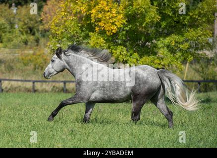 Gris Dappled cheval Connemara pur course libre dans le champ de l'herbe verte avec des arbres en arrière-plan propre bien entretenu cheval sain horizontal Banque D'Images