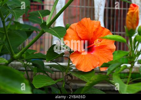 Fleur d'hibiscus avec fond vert. Foyer sélectionné. Banque D'Images
