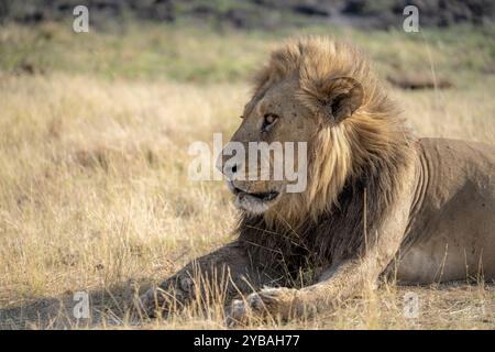 Lion (Panthera leo), portrait animal, mâle adulte, couché dans l'herbe sèche, Khwai, delta de l'Okavango, réserve de Moremi, Botswana, Afrique Banque D'Images