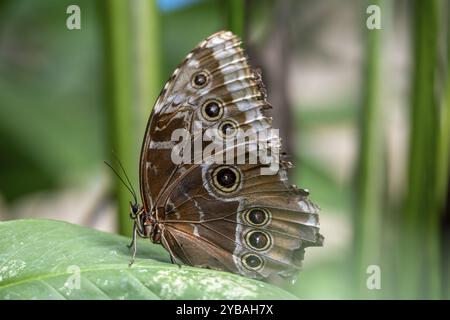 Morpho helenor, papillon morpho bleu assis sur une feuille, province d'Alajuela, Costa Rica, Amérique centrale Banque D'Images