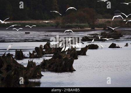 Grande aigrette blanche, paysage de l'étang de haute-Lusace, octobre, Lusace, Saxe, Allemagne, Europe Banque D'Images