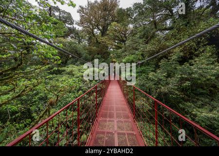 Pont suspendu rouge entre les cimes des arbres dans la forêt tropicale, forêt nuageuse de Monteverde, Monte Verde, province de Puntarenas, Costa Rica, Amérique centrale Banque D'Images