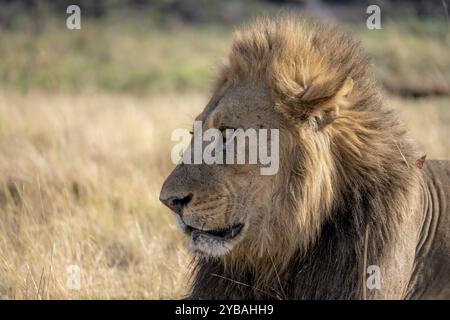 Lion (Panthera leo), portrait animal, mâle adulte, couché dans l'herbe sèche, Khwai, delta de l'Okavango, réserve de Moremi, Botswana, Afrique Banque D'Images