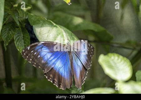 Morpho helenor, papillon morpho bleu assis sur une feuille, province d'Alajuela, Costa Rica, Amérique centrale Banque D'Images