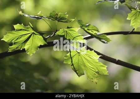 Érable norvégien (Acer platanoides), feuilles, vert, automne, lumineux, le soleil d'octobre illumine les feuilles sur la branche de l'érable Banque D'Images