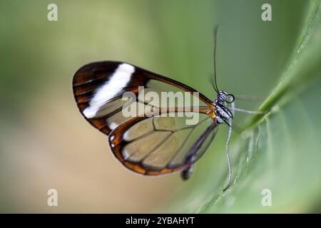 Papillon en verre (Greta oto), papillon aux ailes transparentes assis sur une feuille, province d'Alajuela, Costa Rica, Amérique centrale Banque D'Images