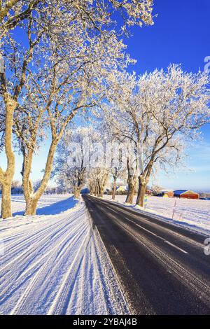 Route de campagne bordée d'arbres dans la campagne une journée froide d'hiver avec de la neige et du gel. Suède Banque D'Images