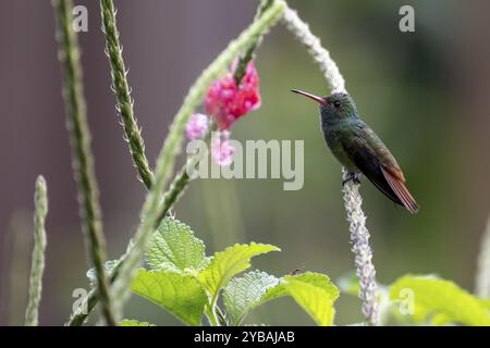 Colibri saphir à queue dorée (Chlorestes eliciae) colibri assis sur une fleur, province de Heredia, Costa Rica, Amérique centrale Banque D'Images