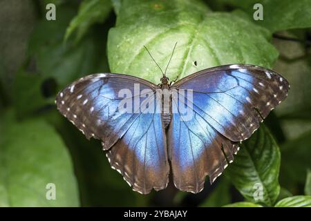 Morpho helenor, papillon morpho bleu assis sur une feuille, province d'Alajuela, Costa Rica, Amérique centrale Banque D'Images